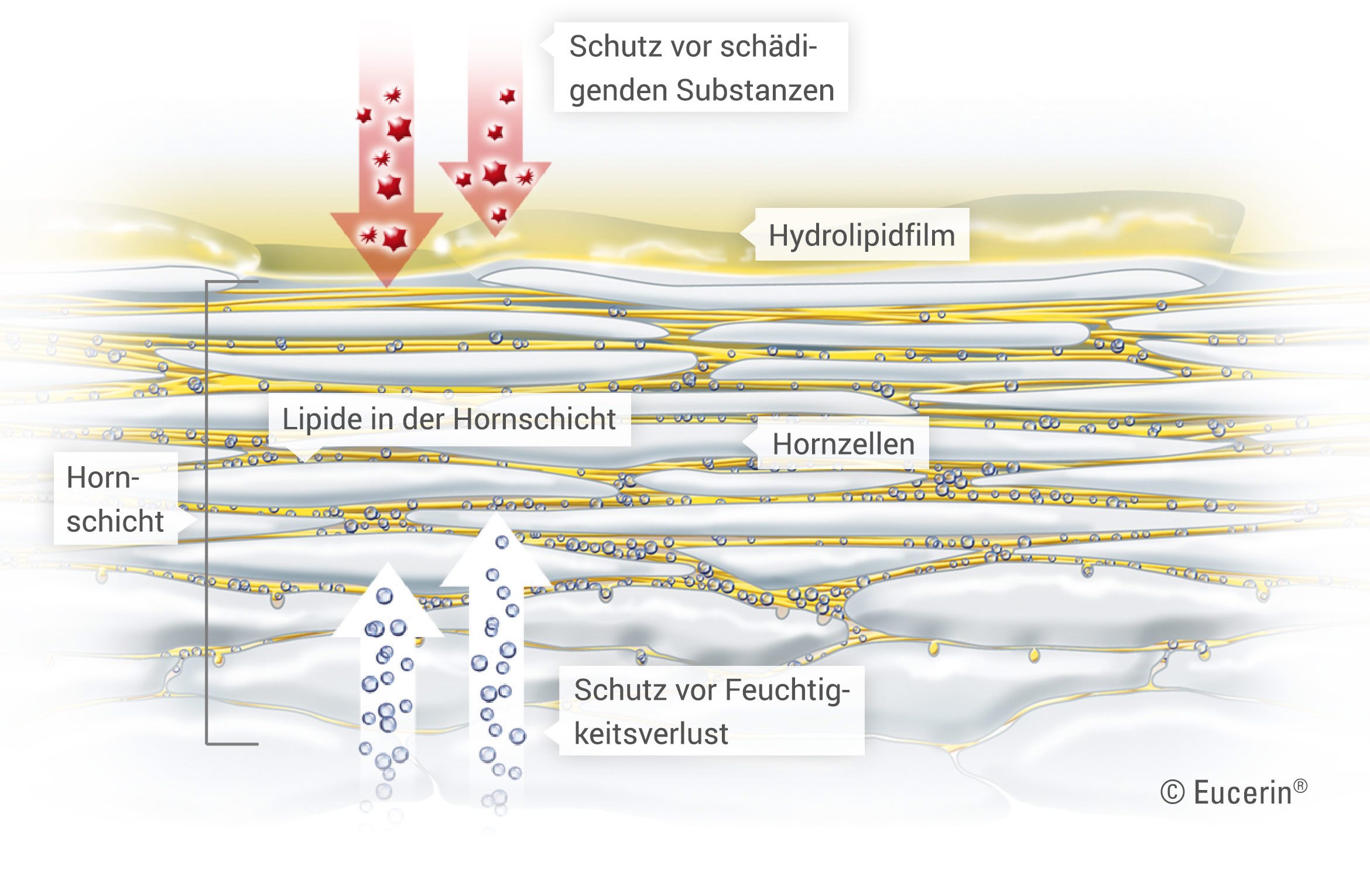 EUCERIN INT Skin structure 03_2340px_de beschnitt