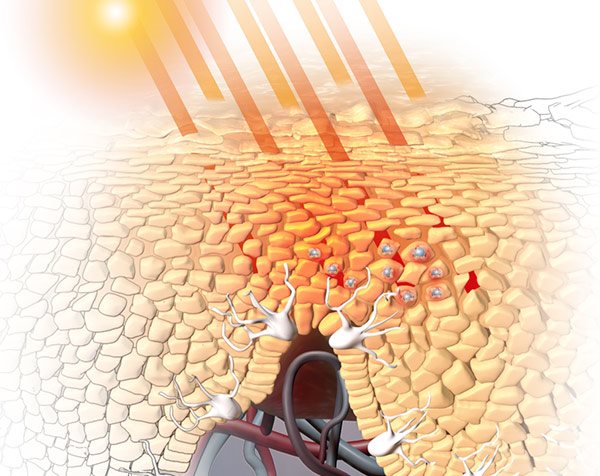 UV-Strahlung schadet der Haut