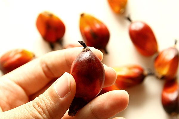Beiersdorf unterstützt den Auf- und Ausbau einer nachhaltigen Palm- bzw. Palmkernölwirtschaft.