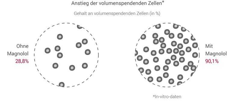 Magnolol bewirkt einen Anstieg volumengebender Zellen.