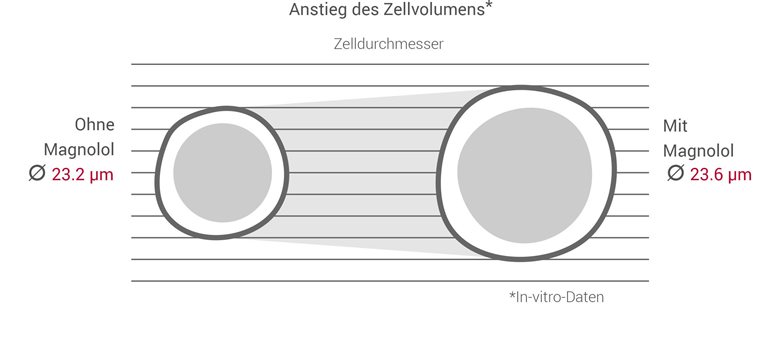 Magnolol erhöht das Zellvolumen